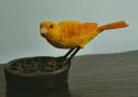 Orange canary bird picture